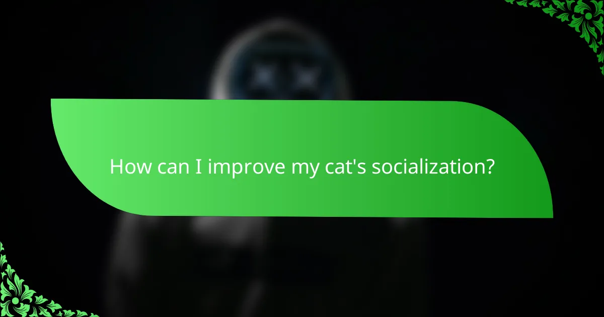 How can I improve my cat's socialization?