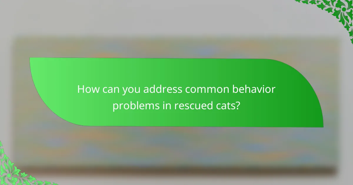 How can you address common behavior problems in rescued cats?