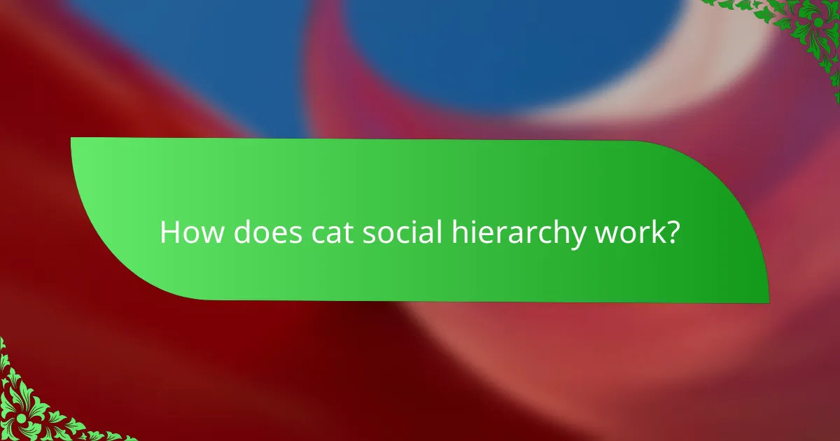 How does cat social hierarchy work?