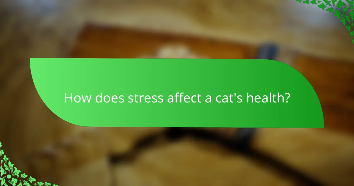 How does stress affect a cat's health?