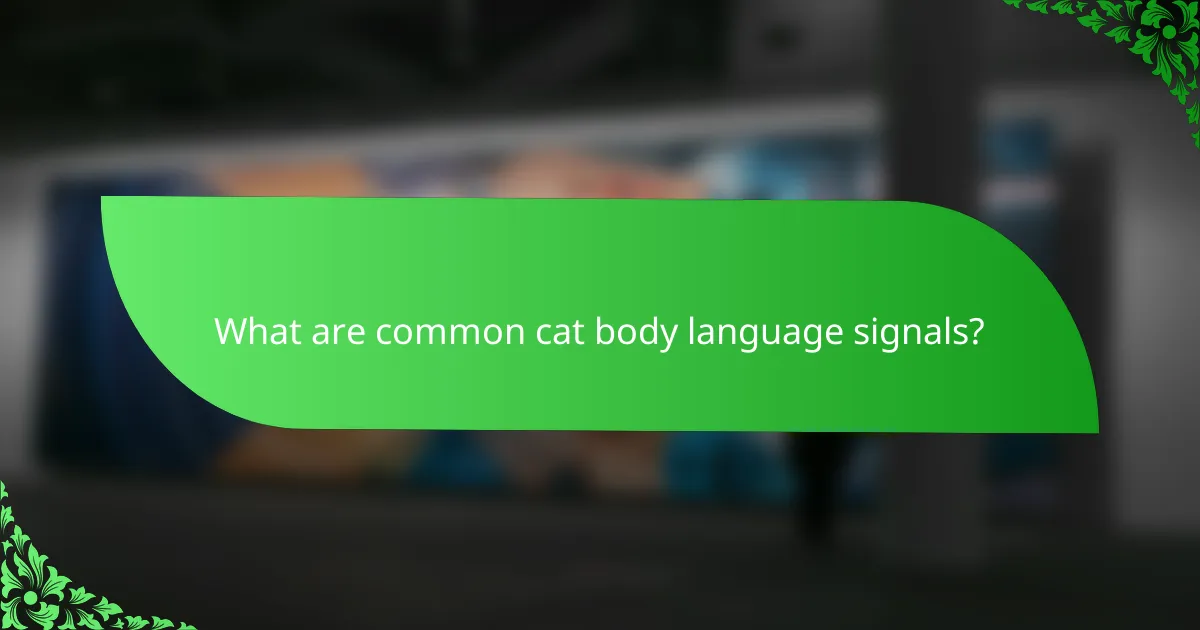 What are common cat body language signals?