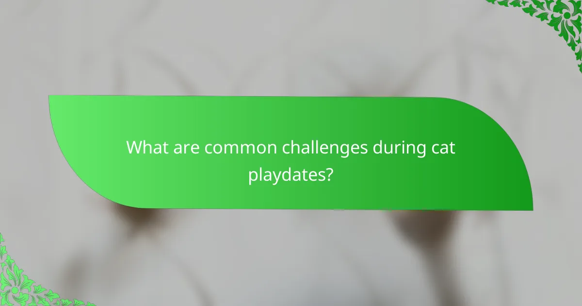 What are common challenges during cat playdates?
