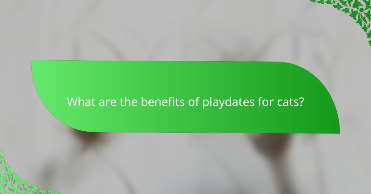 What are the benefits of playdates for cats?