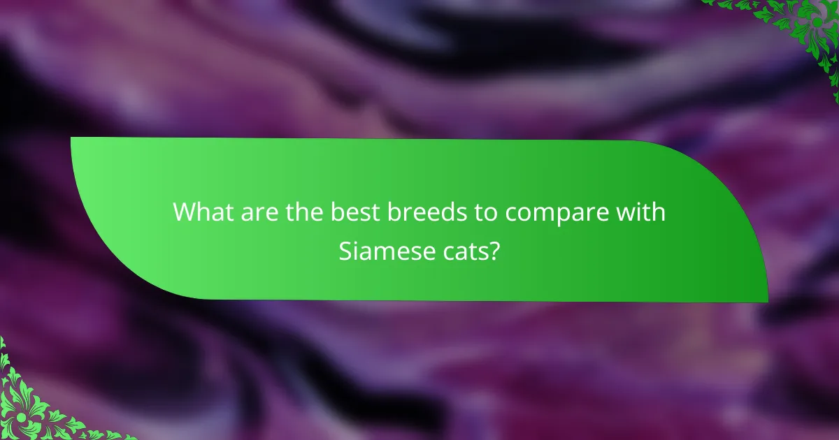 What are the best breeds to compare with Siamese cats?