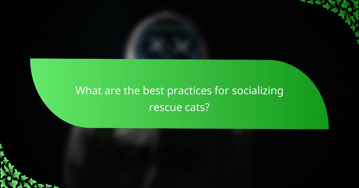 What are the best practices for socializing rescue cats?