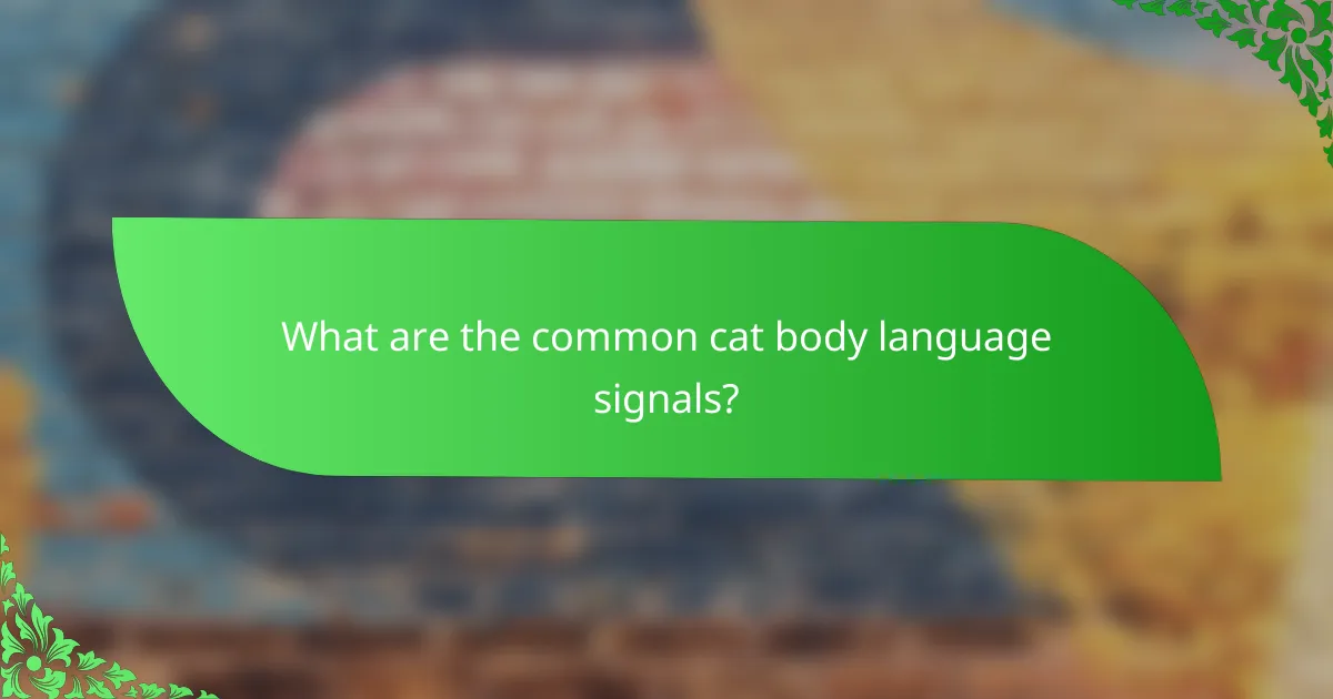 What are the common cat body language signals?