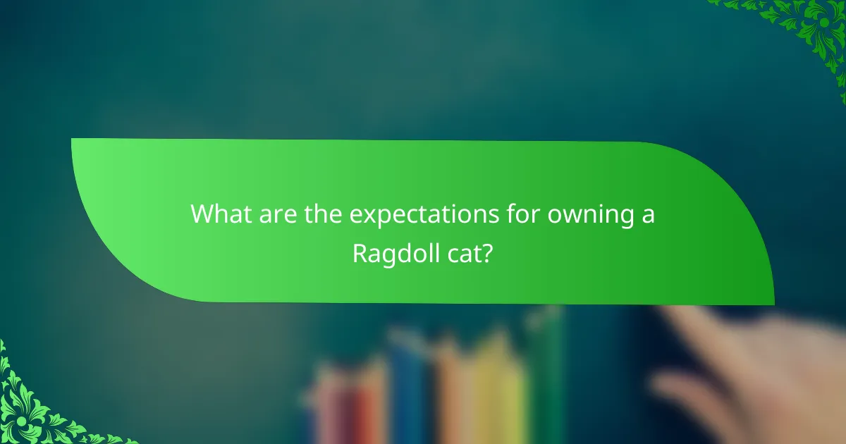 What are the expectations for owning a Ragdoll cat?