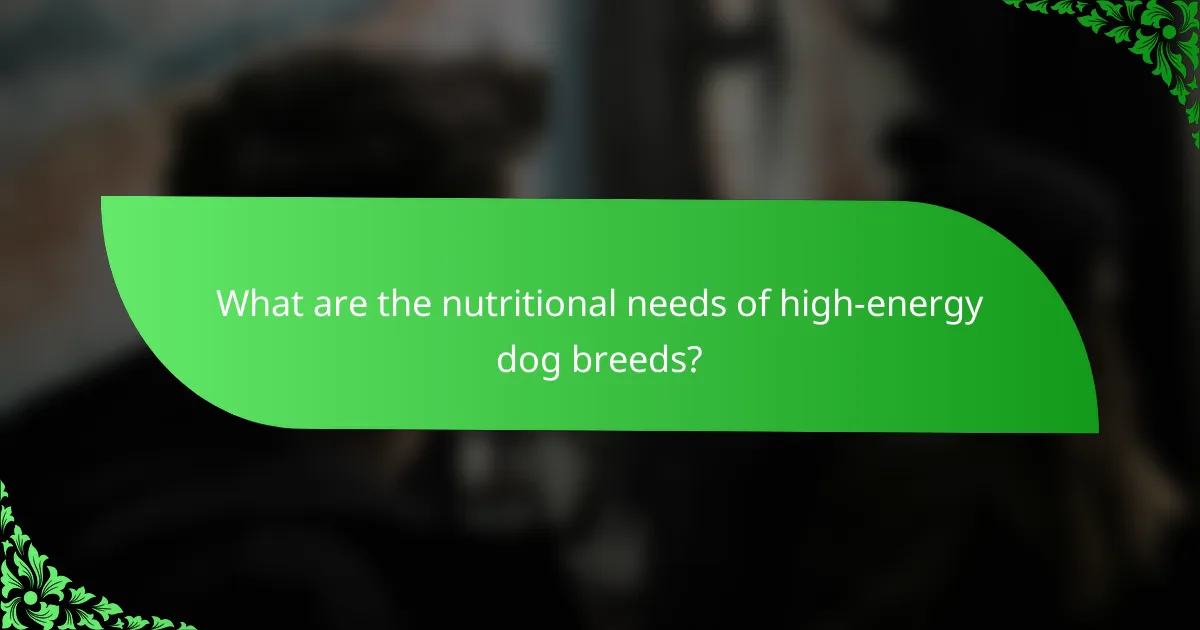 What are the nutritional needs of high-energy dog breeds?